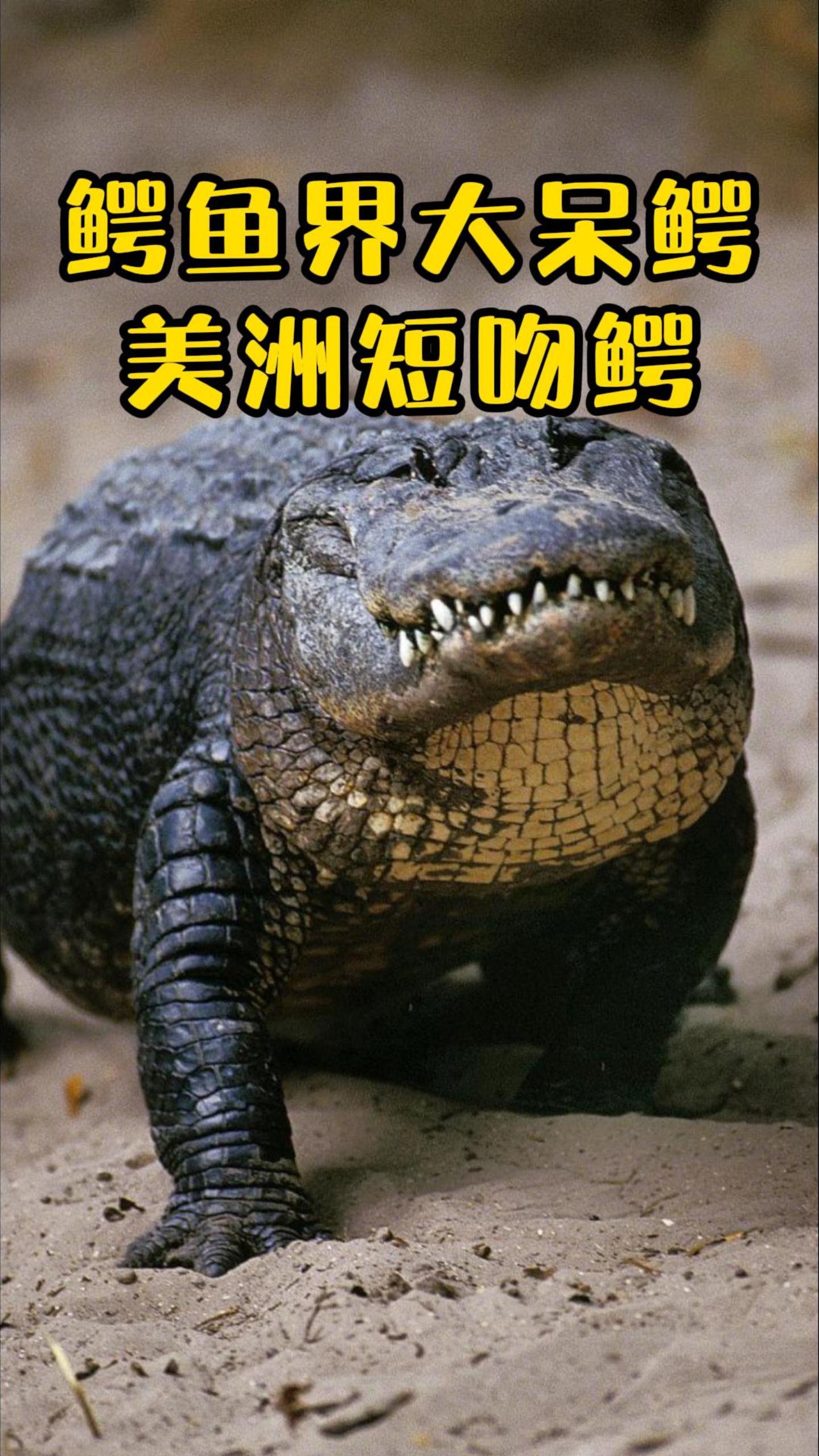 鳄鱼家族的奇葩,长得像马桶盖的美洲短吻鳄!