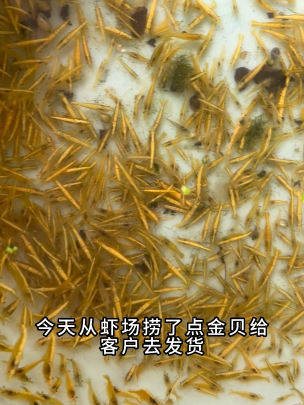 观赏虾中的极品金背大将军除藻强