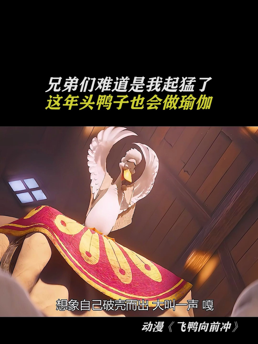 飞鸭向前冲:鸭子做瑜伽