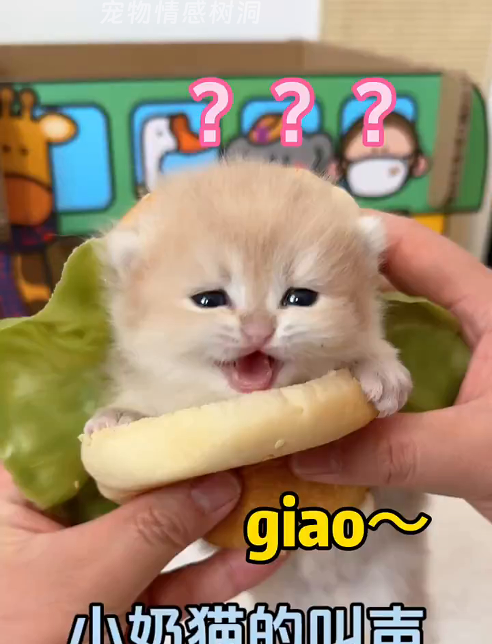 小猫崽子的奶声奶气,谁能顶得住?尤其最后那只!