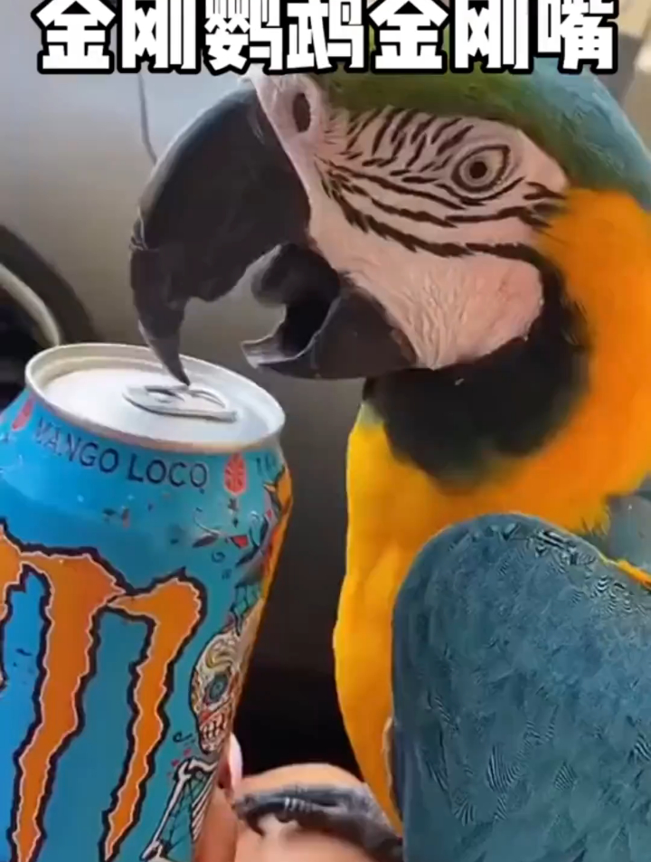金刚鹦鹉的嘴巴竟然是金刚嘴