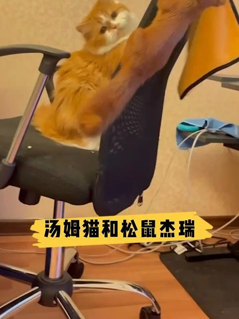 汤姆猫和松鼠杰瑞