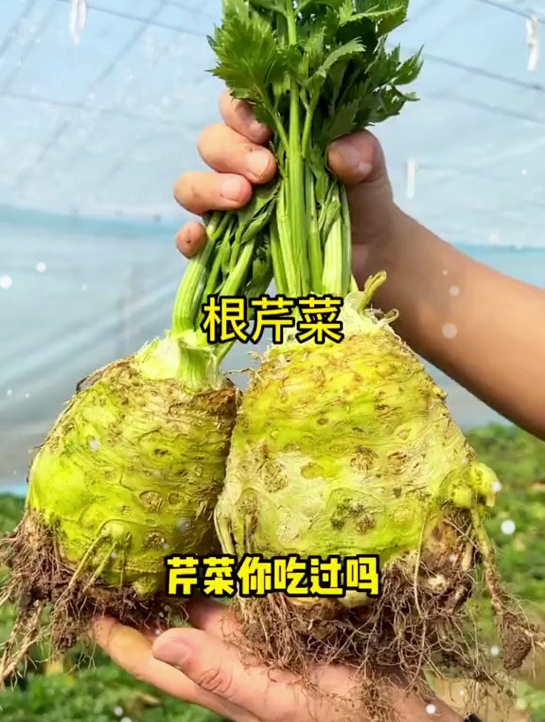 芹菜天天吃,90%的菜友不知道,它的根味道更鲜美,种植也很简单