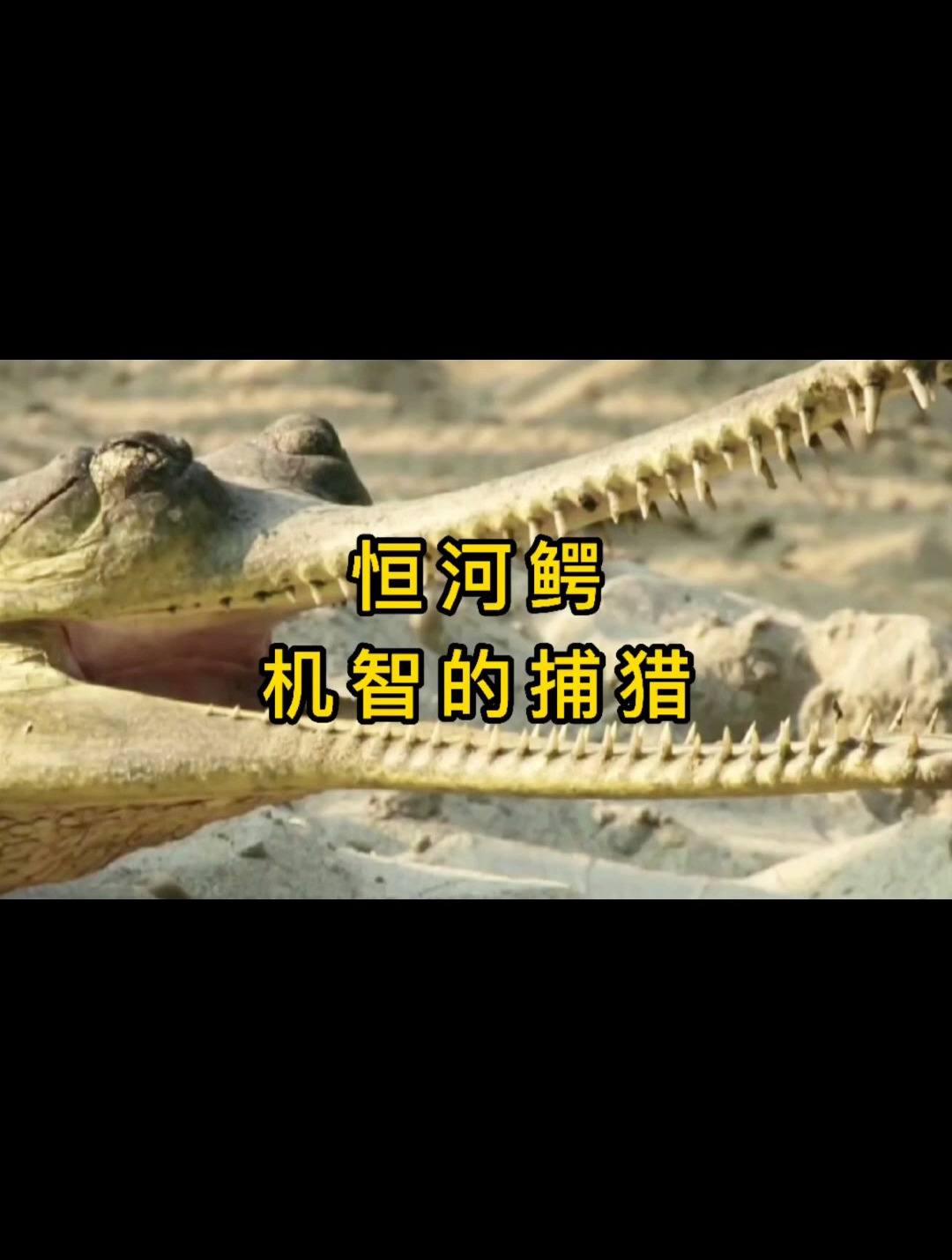 恒河鳄巧设陷阱诱捕河鱼,超长吻部化身“机智”猎手!