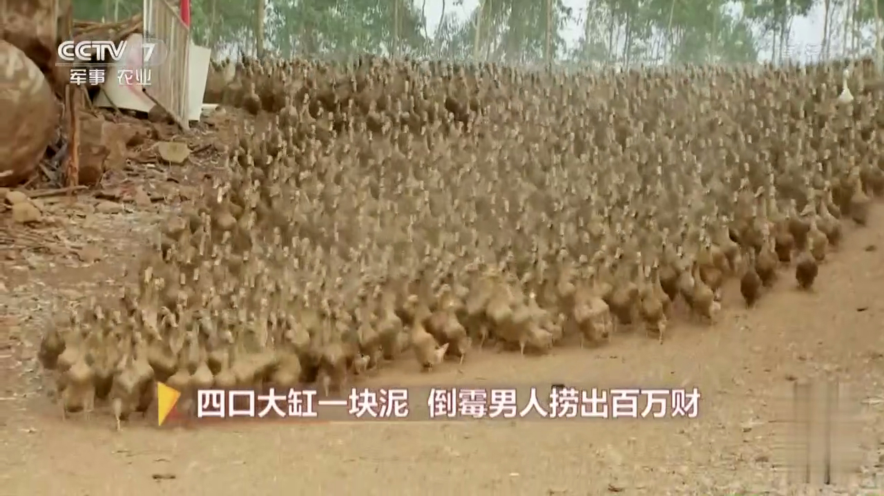 冲鸭!鸭子跑得越欢,赚的就越多?究竟有啥门道