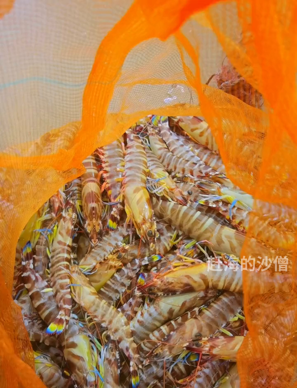 野生大对虾新鲜上市,需求量激增,你买的大虾是真野生的吗?