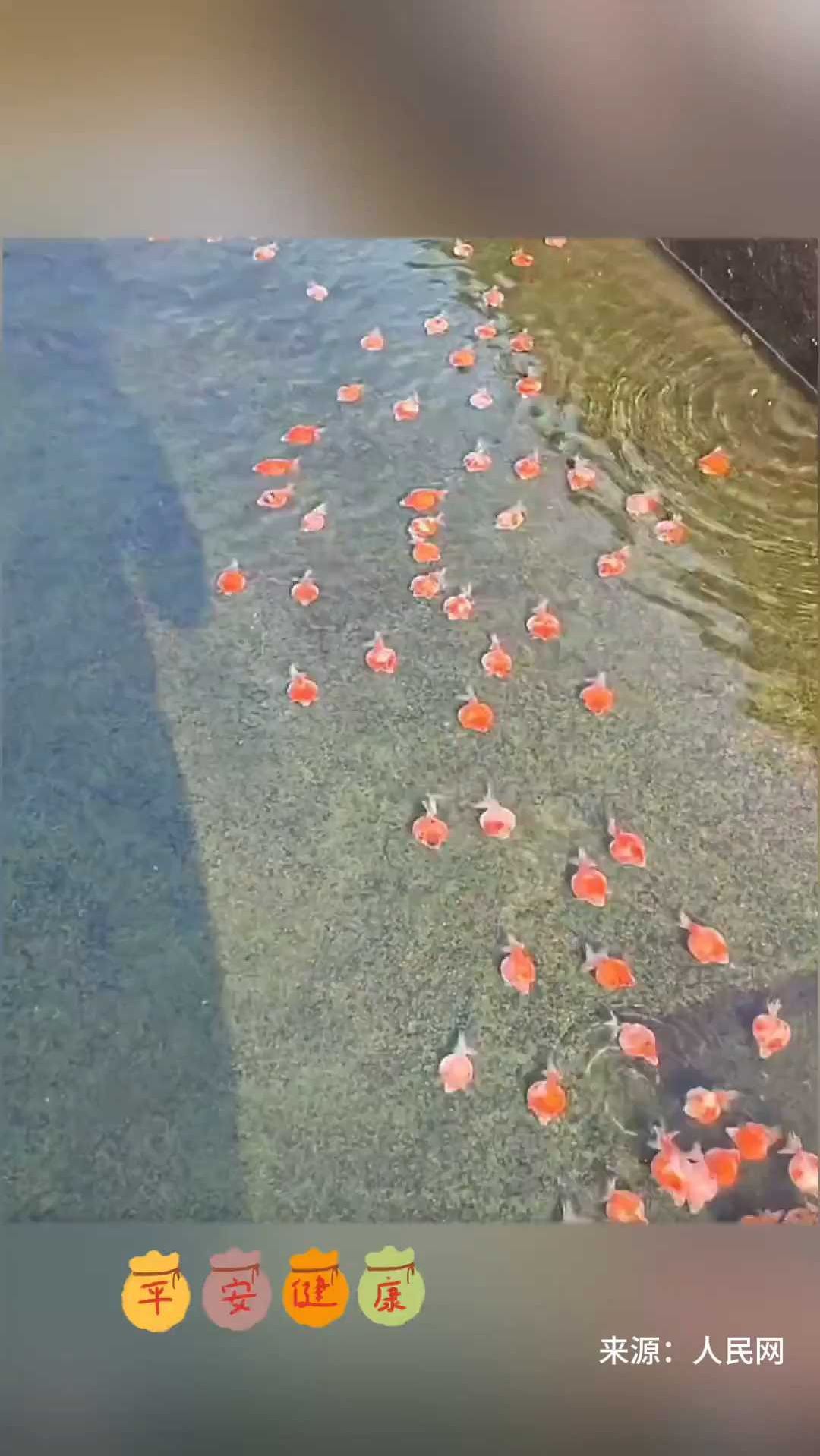 一大池子珍珠鳞金鱼鼓着肚子游来,如同“一波波满载幸运的福袋”