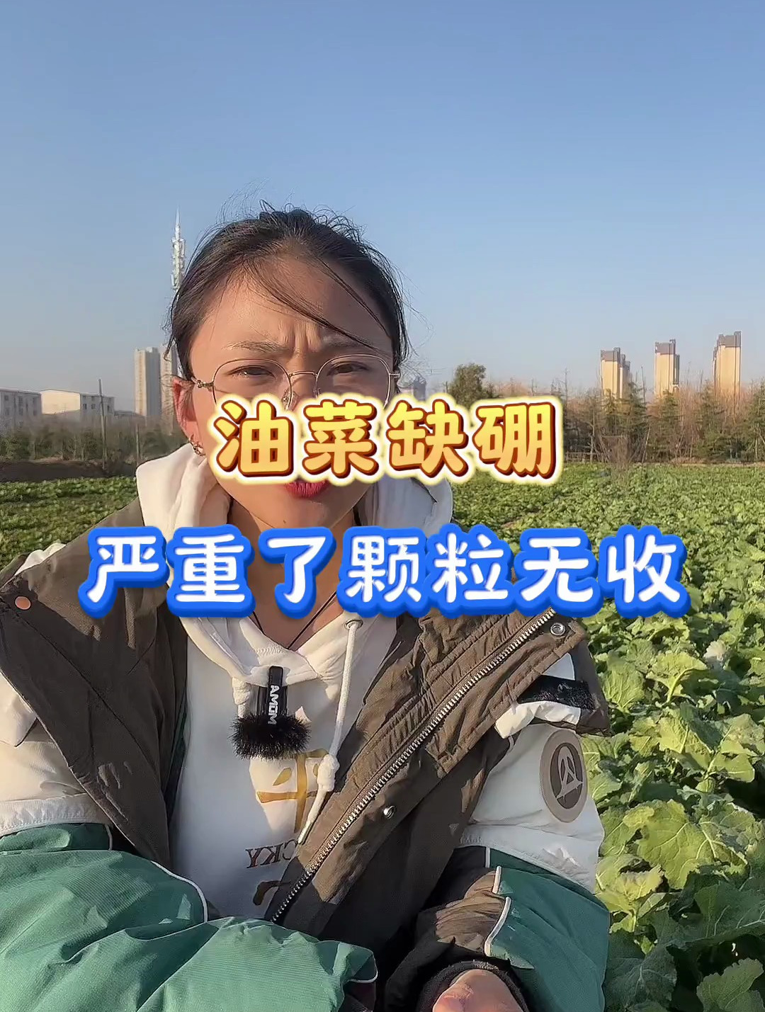三农种植技术,油菜缺硼严重了颗粒无收