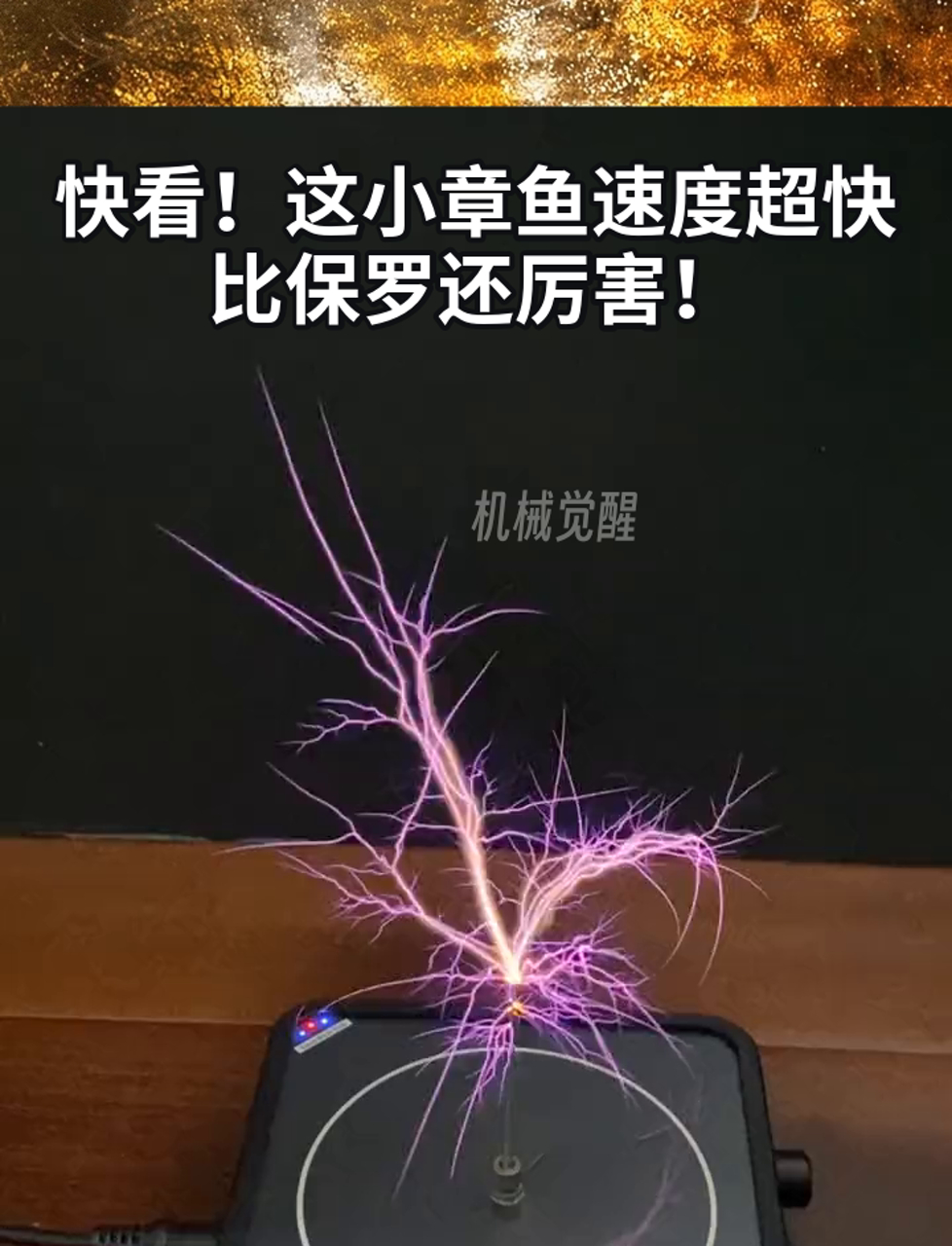 快看!这小章鱼速度超快,比保罗还厉害!