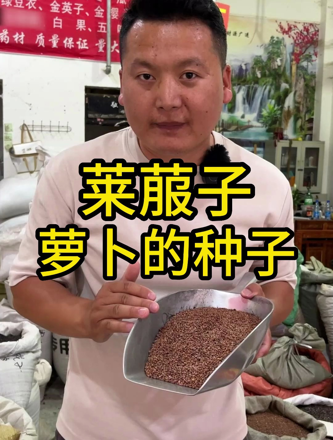 莱菔子,就是胡萝卜的种子,你知道有什么用吗