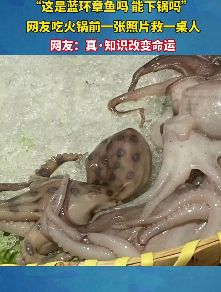 网友吃火锅遇连环章鱼,科普博主:河鲀毒素毒性强且受热不分解!