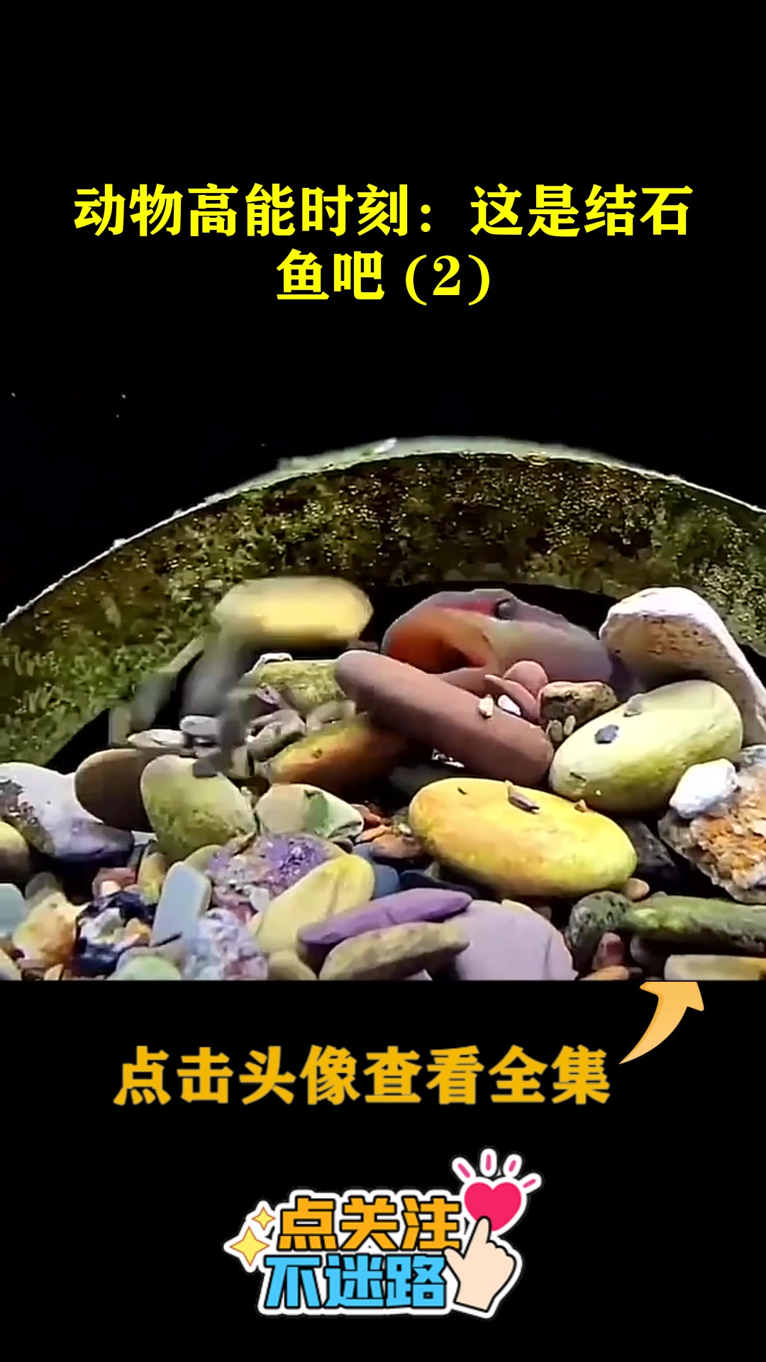 动物高能时刻:这是结石鱼吧 (2)