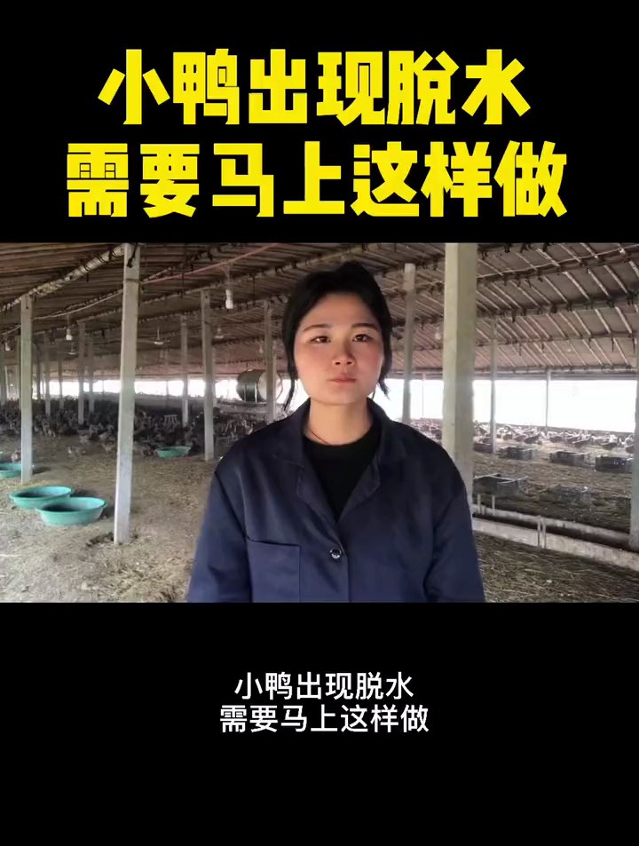 小鸭出现脱水情况,咋解决呢?