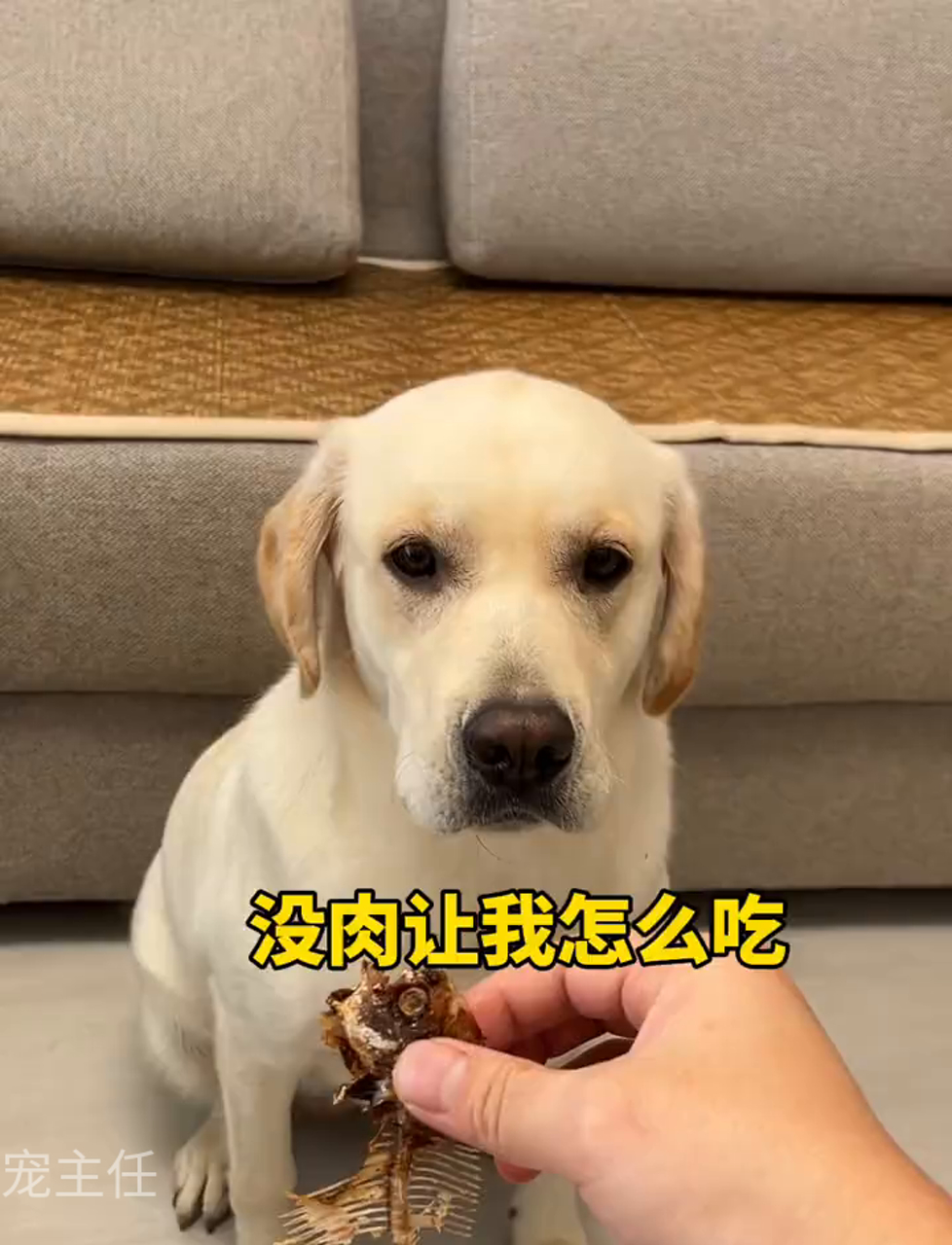 狗狗吐槽:你咋这么偏心眼儿呢,真是个老油条!我家狗狗表情帝 贪吃小狗的日常 汪星人成精记 