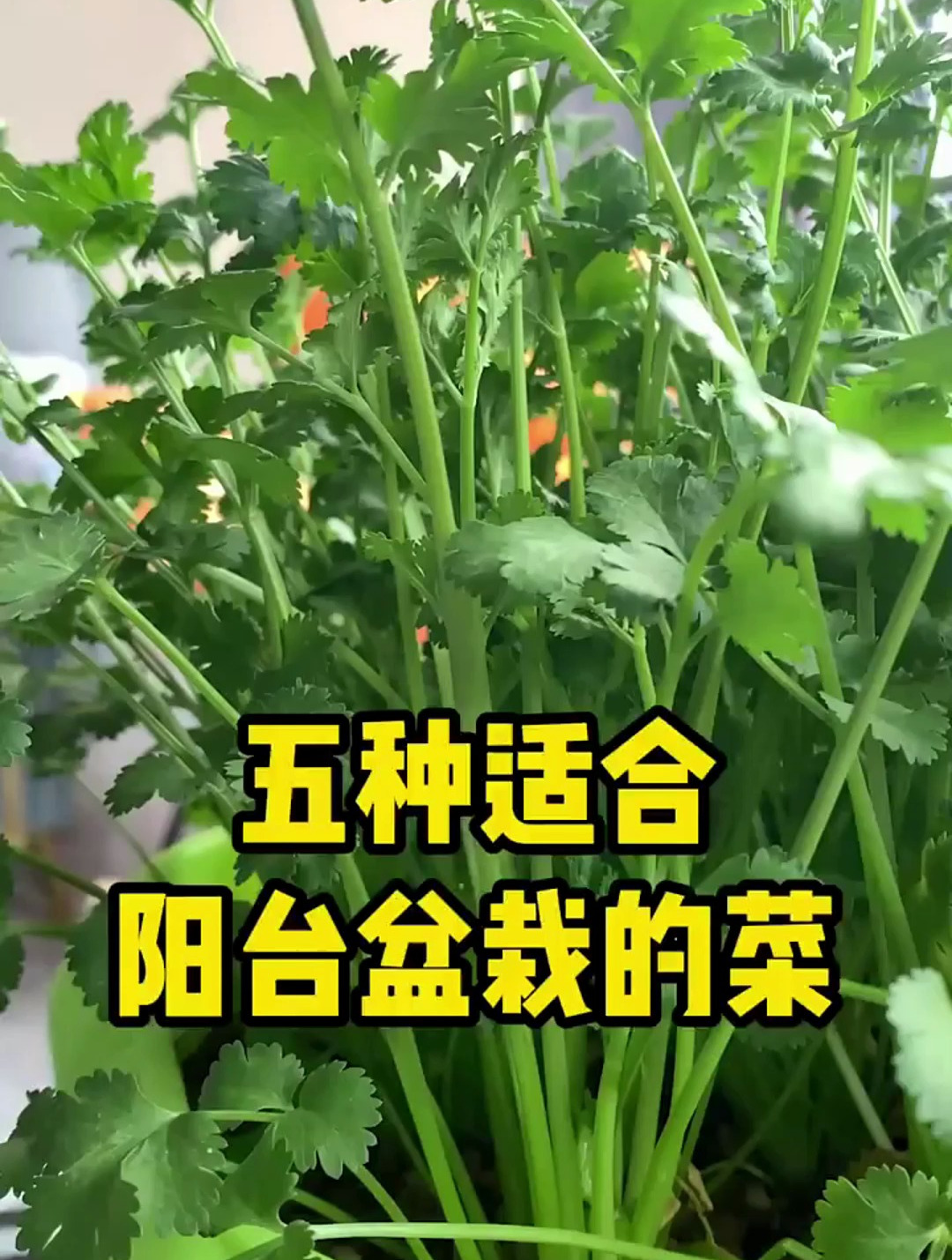五种适合在家里盆栽的菜