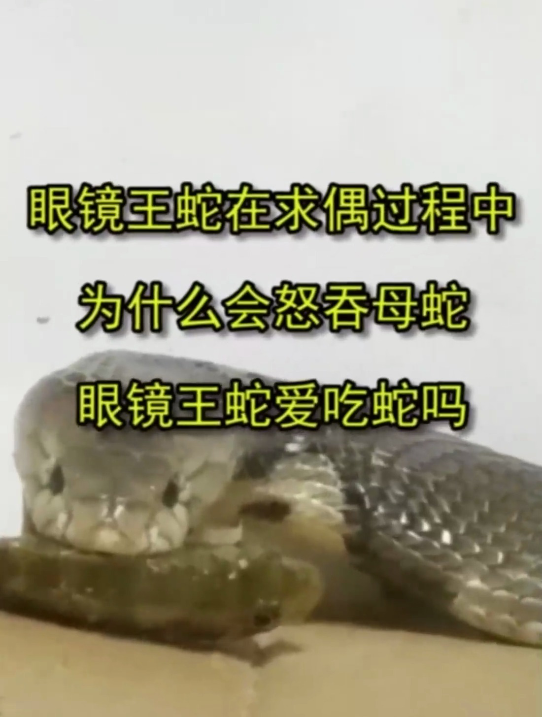 眼镜王蛇在求偶过程中,为什么会怒吞母蛇,眼镜王蛇爱吃蛇吗
