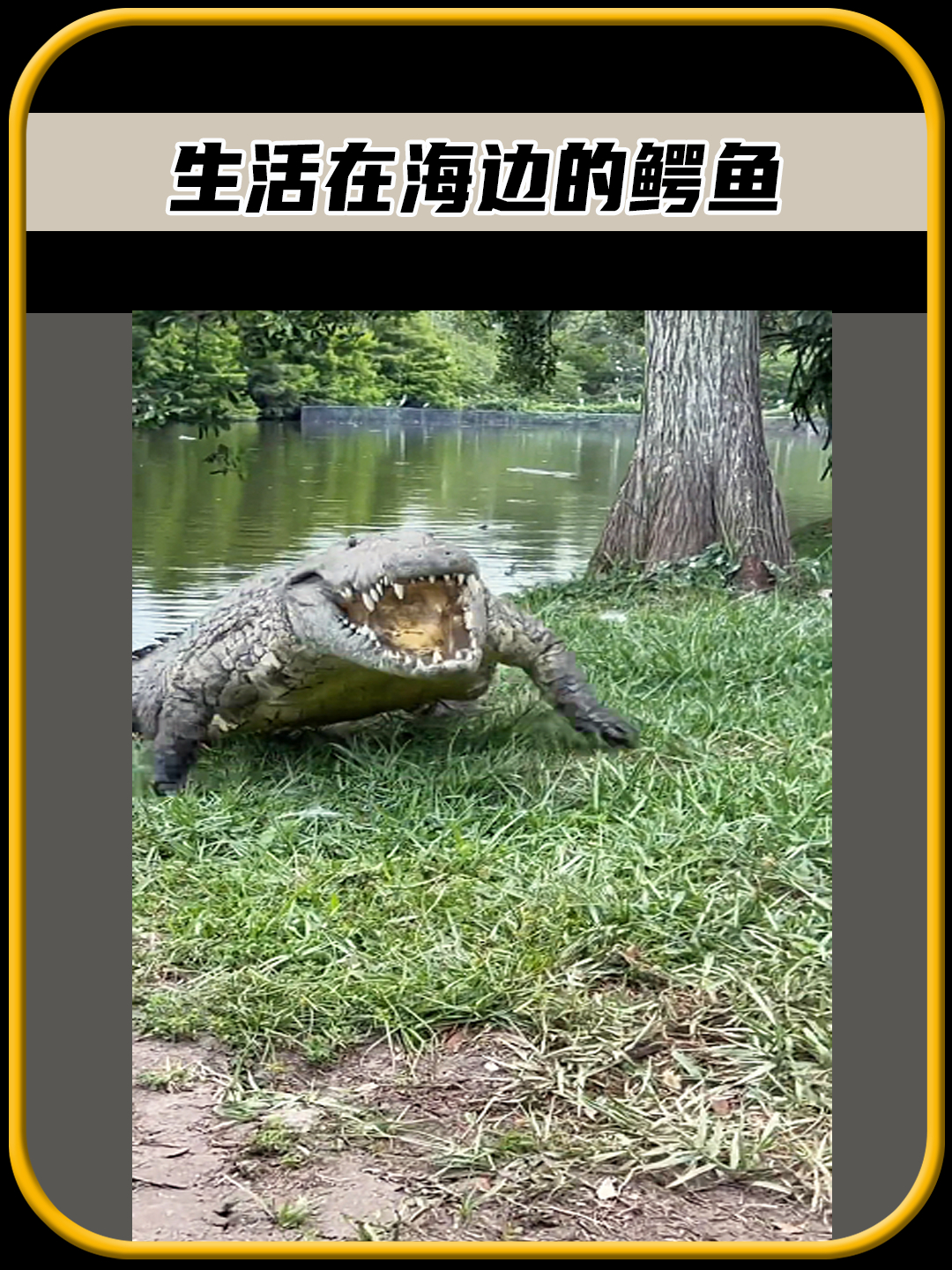 在海边居然有一只巨大的鳄鱼,鳄鱼不都是生活在淡水里面吗