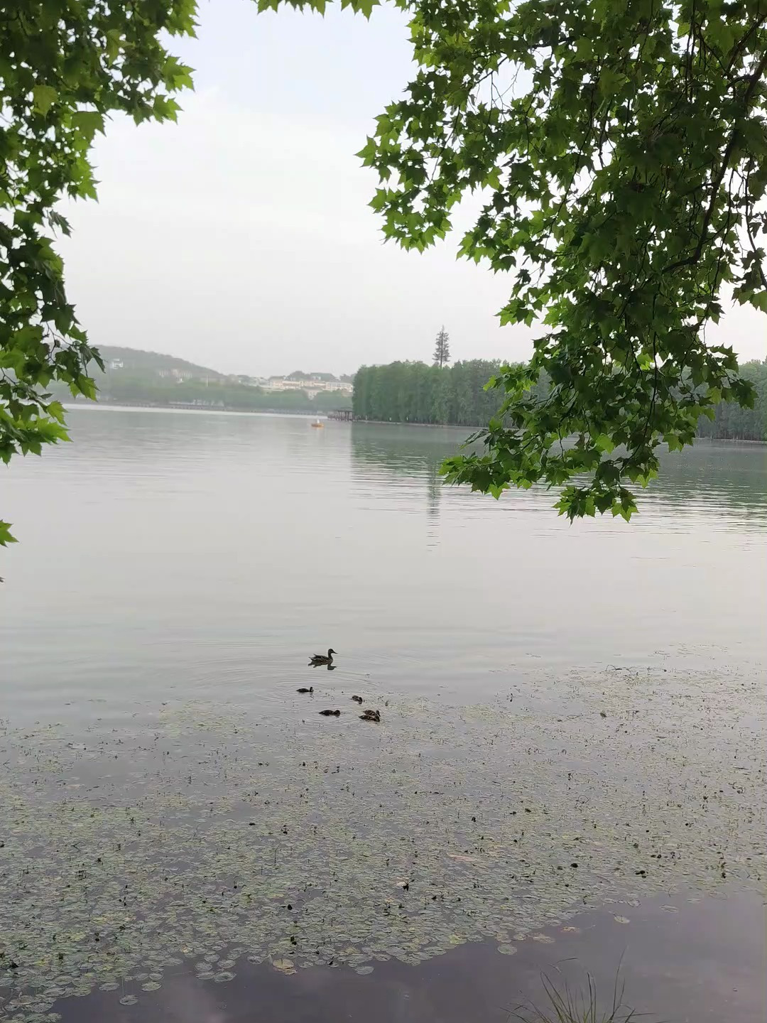 东湖里温馨的一幕,一群野鸭在水中嬉戏