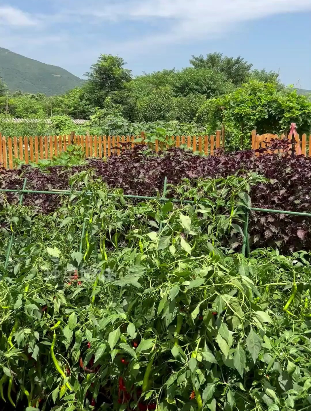 天越来越热 给大家分享一些适合夏天种植的耐热蔬菜品种