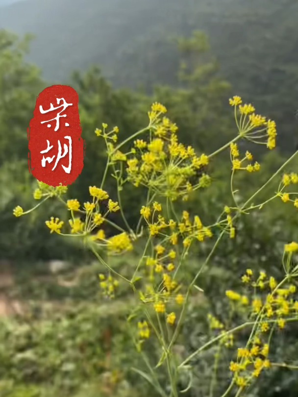 罕见野生中药材柴胡:原来长这样,户外遇到别当草,生活中价值高