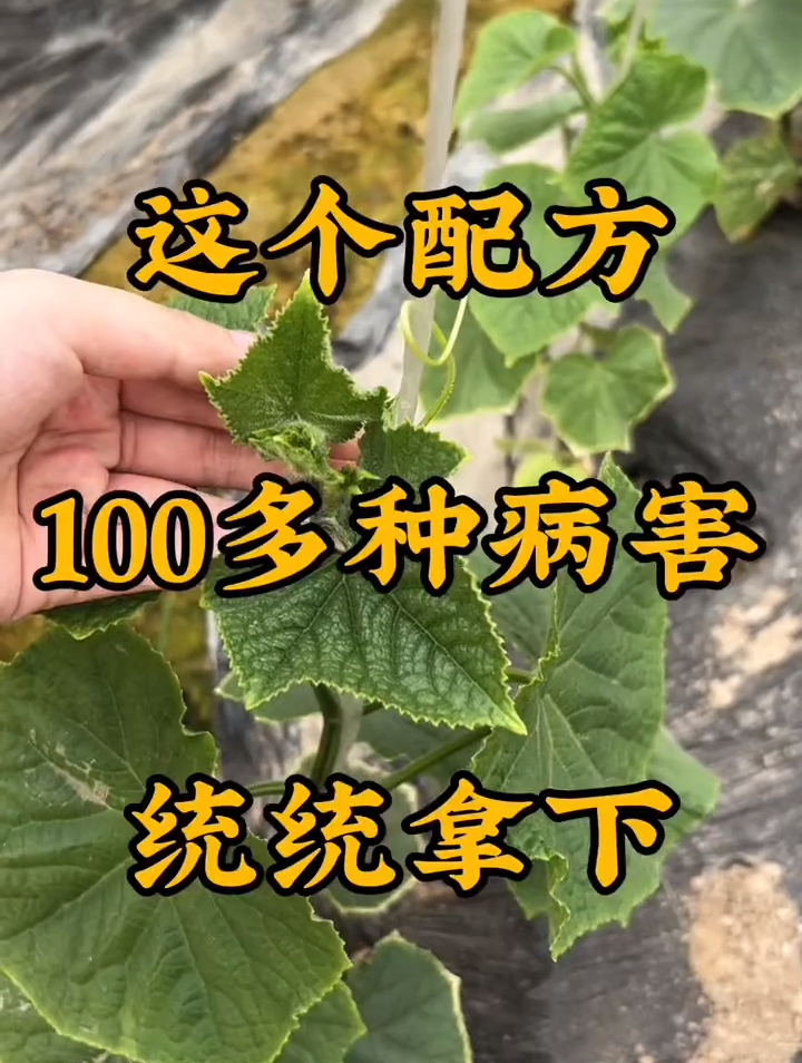 这个配方100多种病害统统拿下