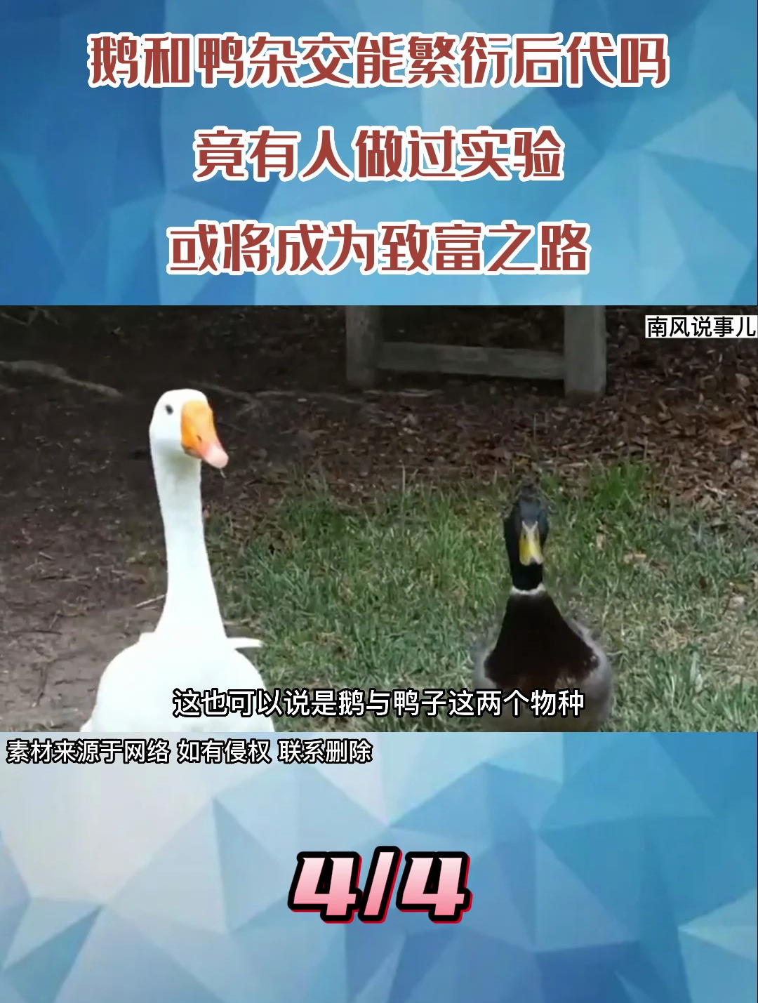 鹅鸭杂交能繁衍后代吗?竟然有人做过实验,或将成为致富之路