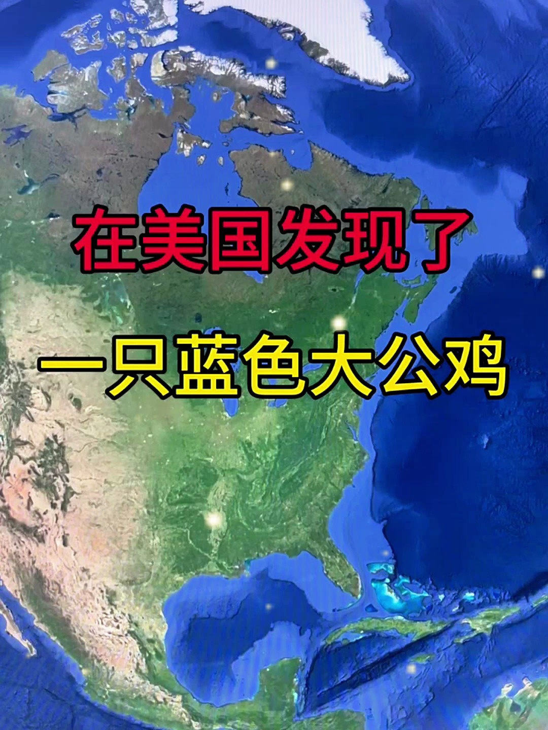 在美国发现了一只蓝色大公鸡
