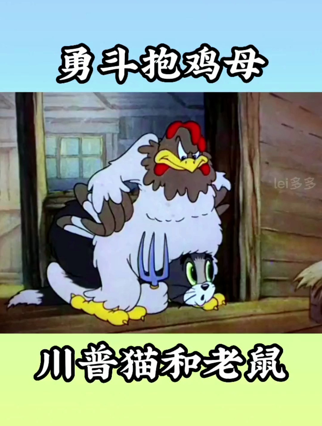 假老练惹上抱鸡母;昨天斗狗,今天斗鸡