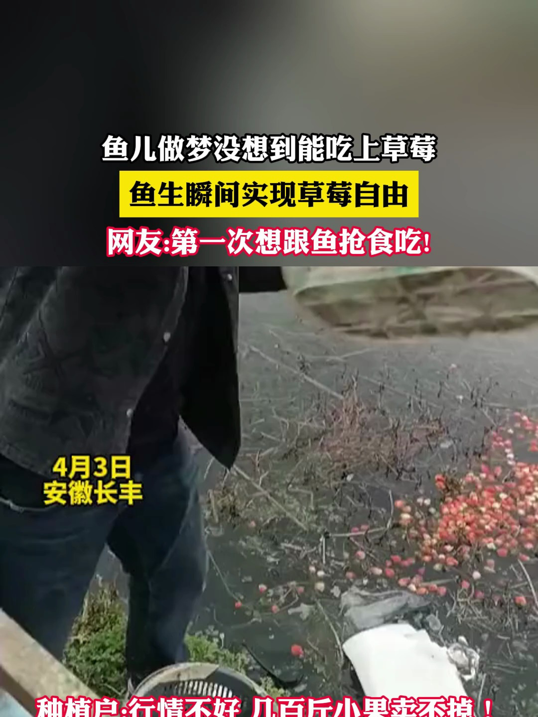 鱼儿做梦没想到能吃上草莓,鱼生瞬间实现草莓自由