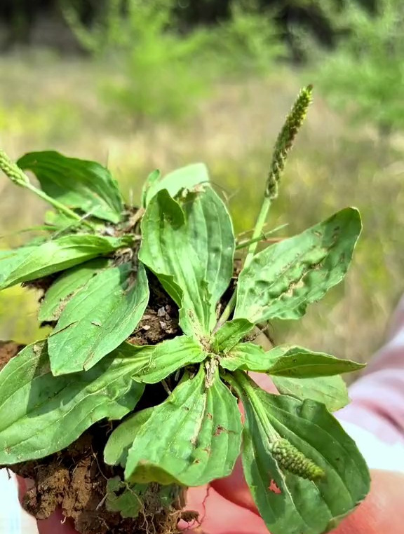 车前草又名猪耳朵菜、车轱辘草,你的家乡有吗?