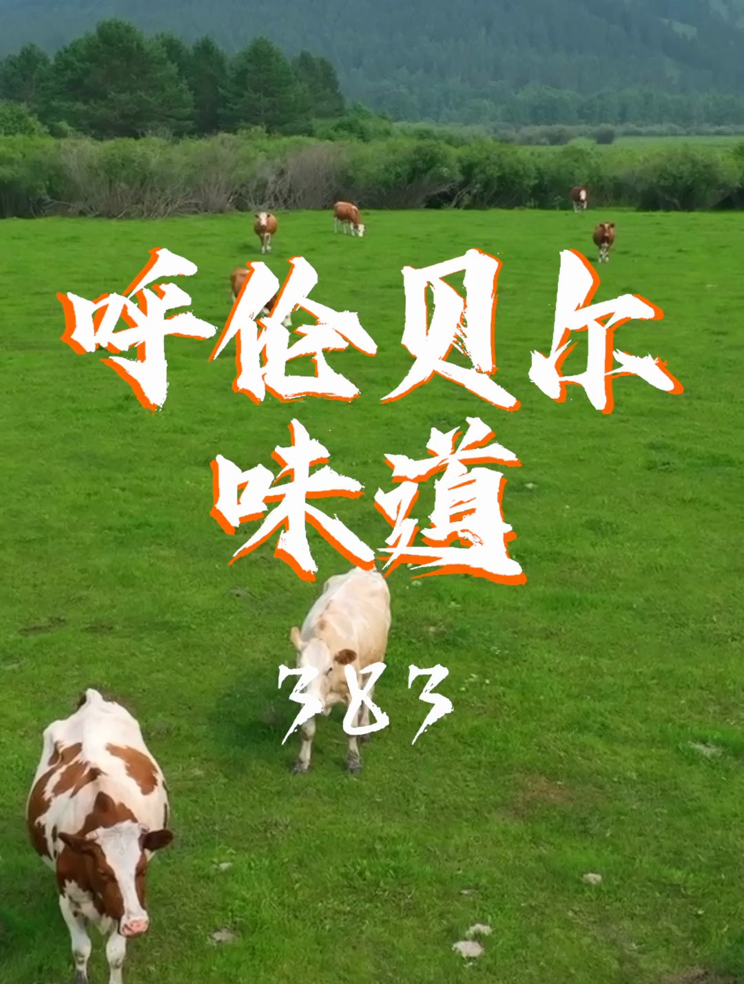 这样健康散养的黄牛肉市场上是真的买不到