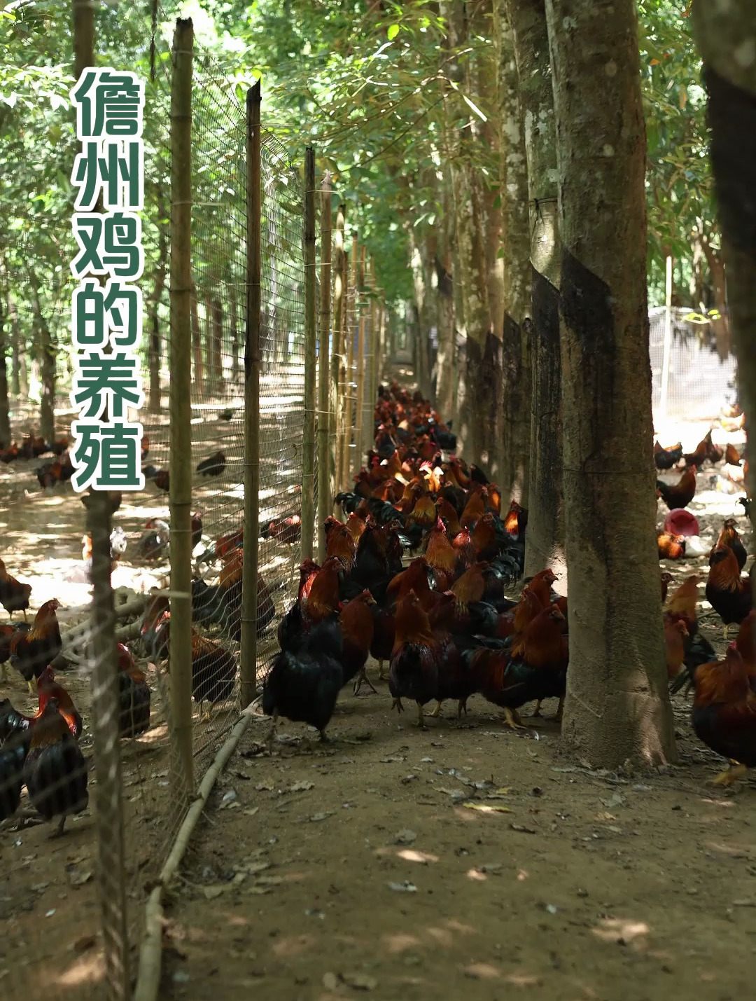 一只够野的鸡养殖方式