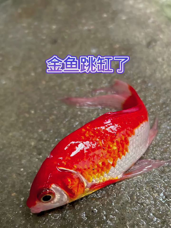 小金鱼是跳缸了吗