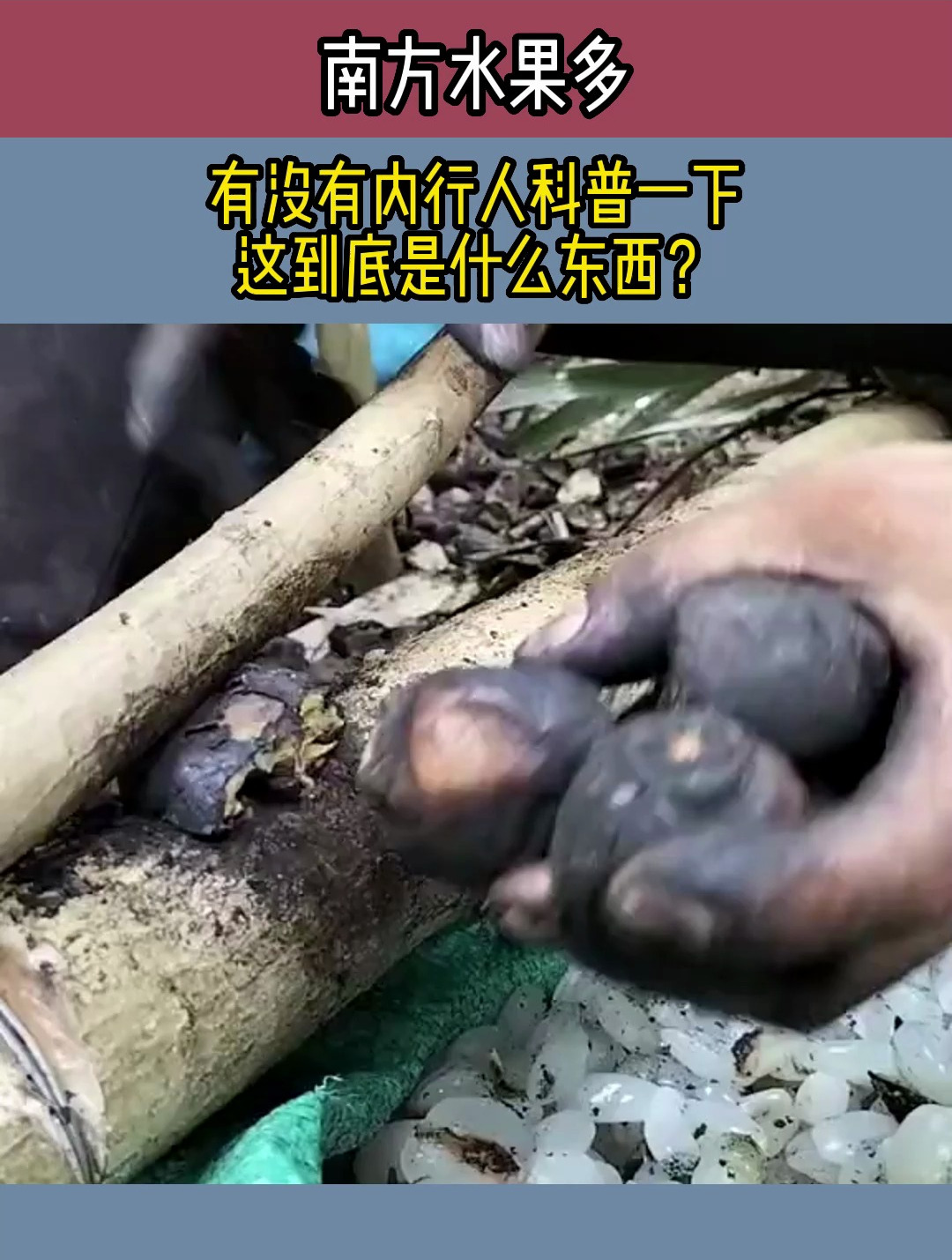 南方水果多,有没有内行人科普一下,这到底是什么东西?