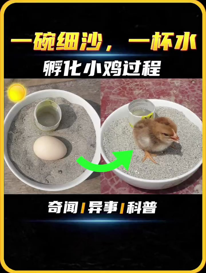 一碗细沙,一杯水,孵化小鸡过程
