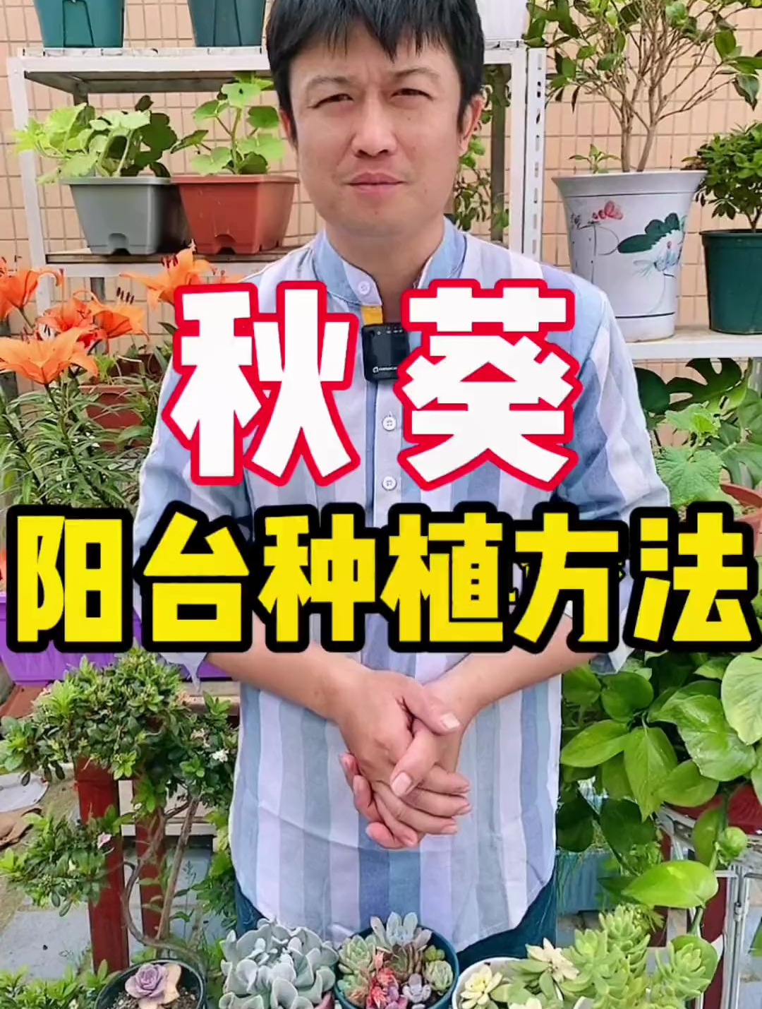 秋葵的种植方法,辣椒盆栽技巧