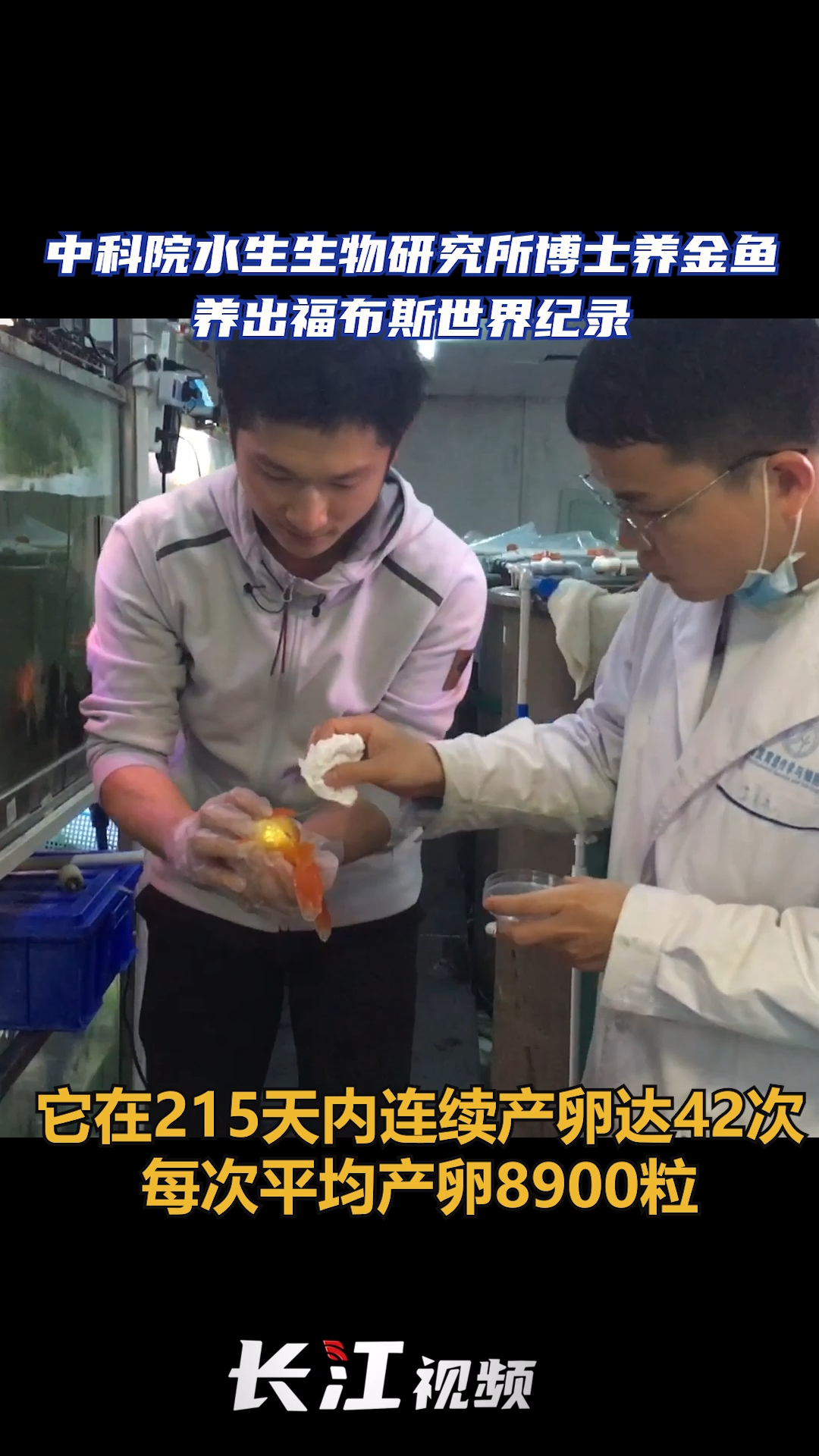 近日,中科院水生生物研究所博士养出215天内产卵42次的金鱼,创下世界纪录!世界纪录 养鱼