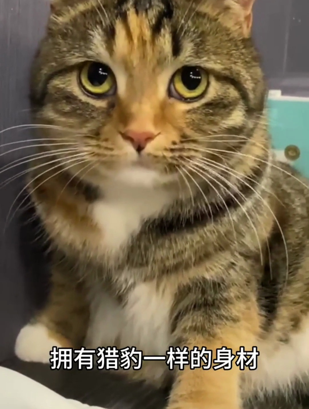 想让你家猫健康壮士且圆润,一定要吃带骨肉