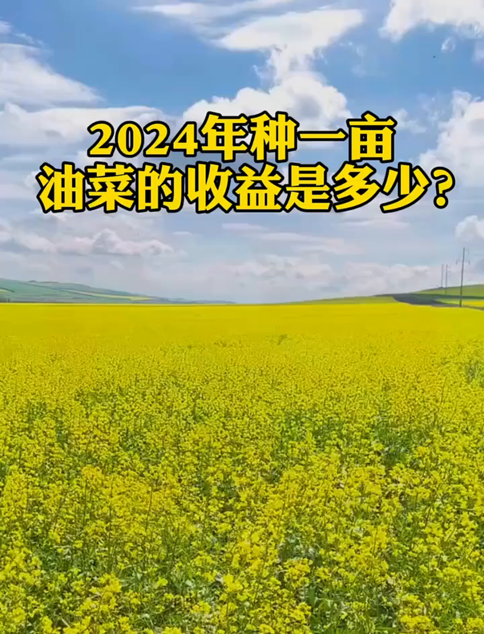 2024年种一亩油菜能赚多少钱?