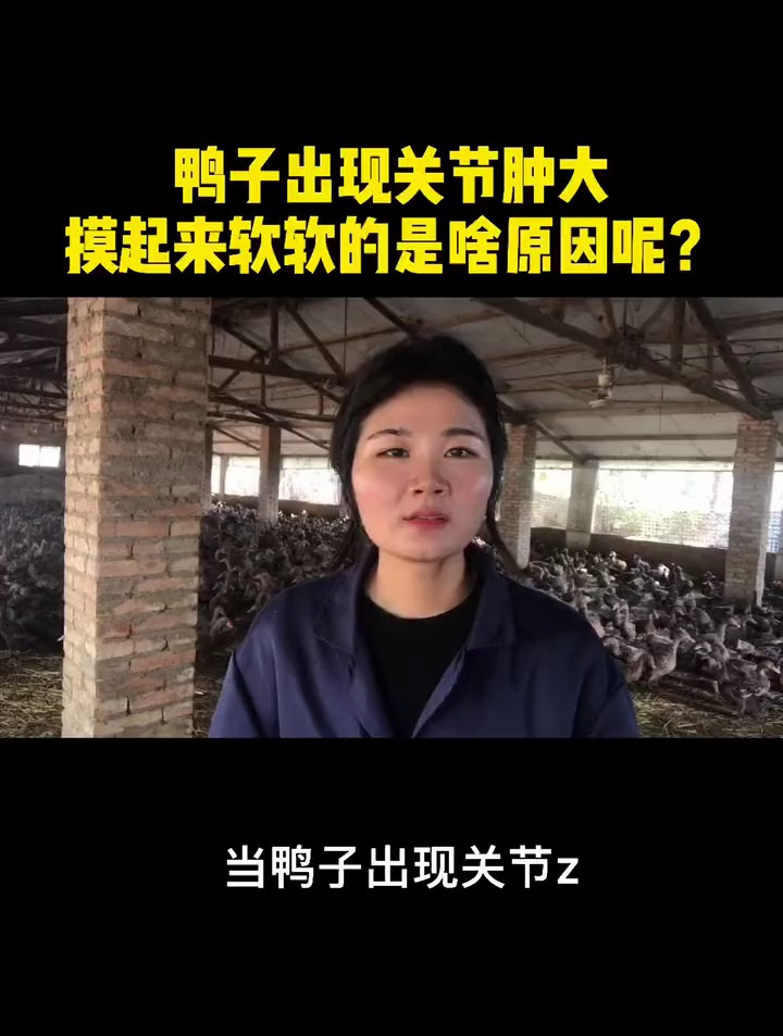 鸭子出现关节肿是什么原因呢?
