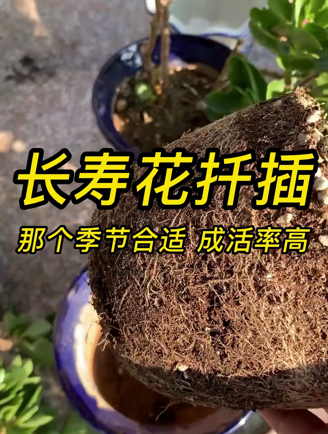 长寿花扦插那个季节合适成活率高