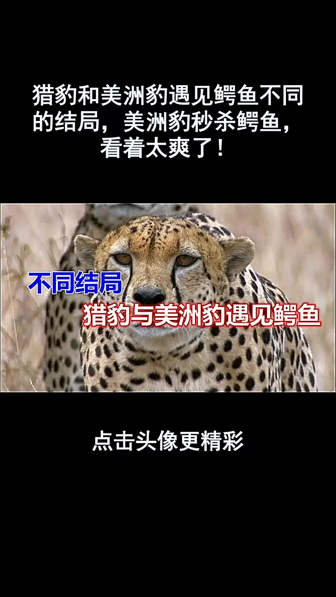 猎豹和美洲豹遇见鳄鱼不同的结局,美洲豹秒杀鳄鱼,看着太爽了!