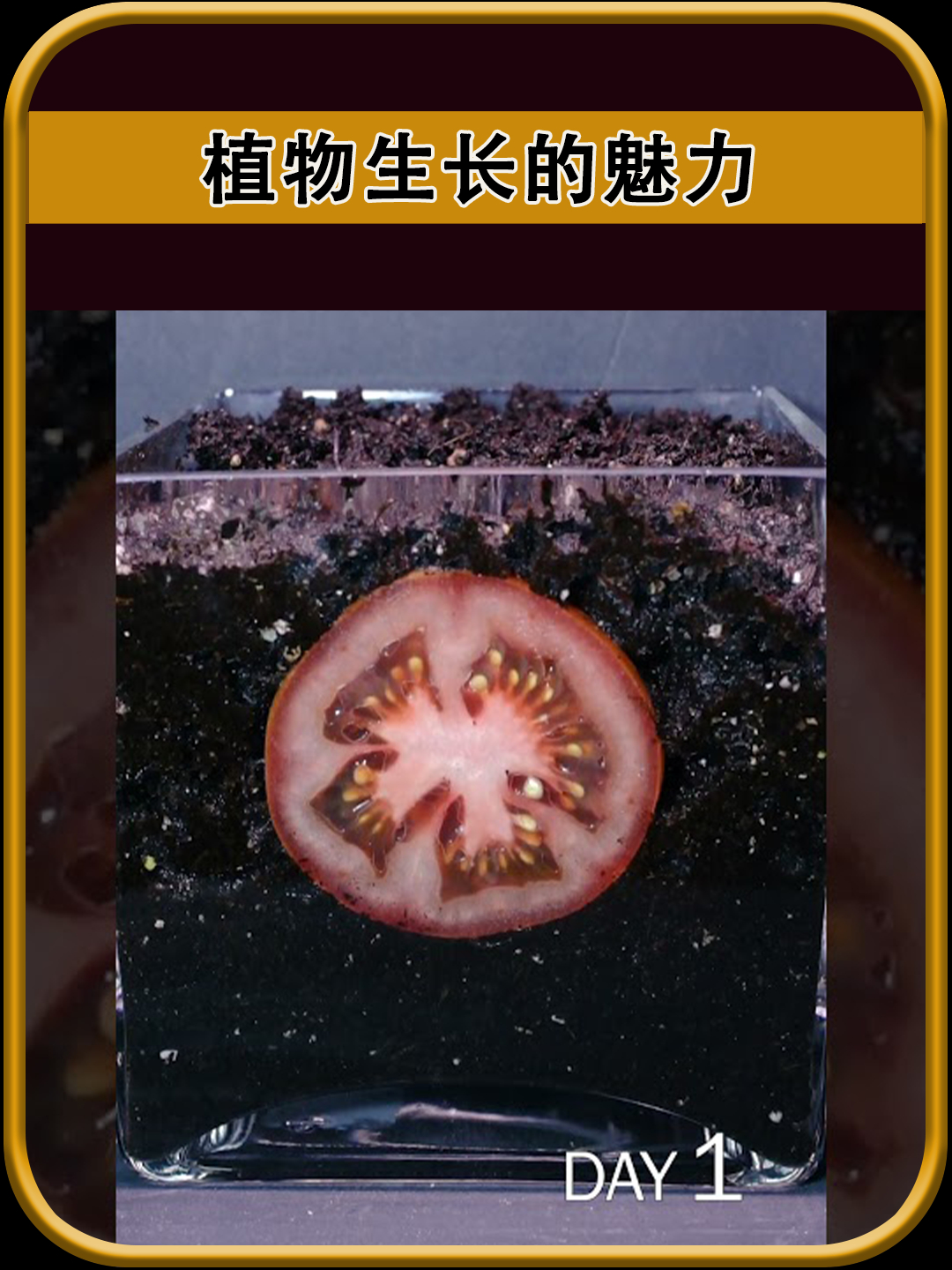 植物生长的过程太令人震撼了
