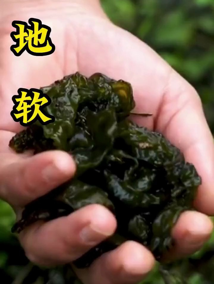 植物科普:你吃过地软吗?你知道他的作用与功效吗?