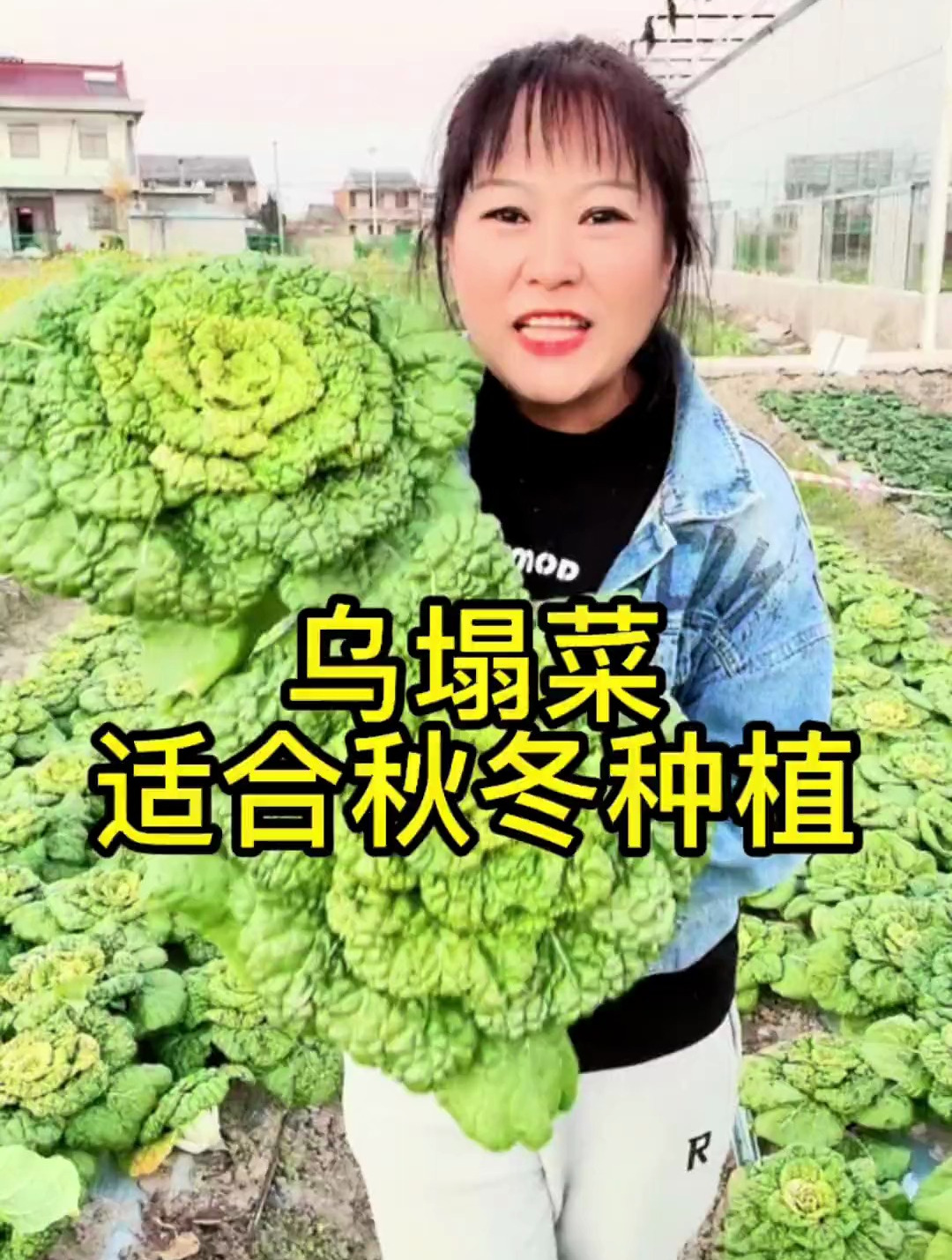 这种菜比大白菜好吃,耐寒零下二十度,它就是黄心乌塌菜