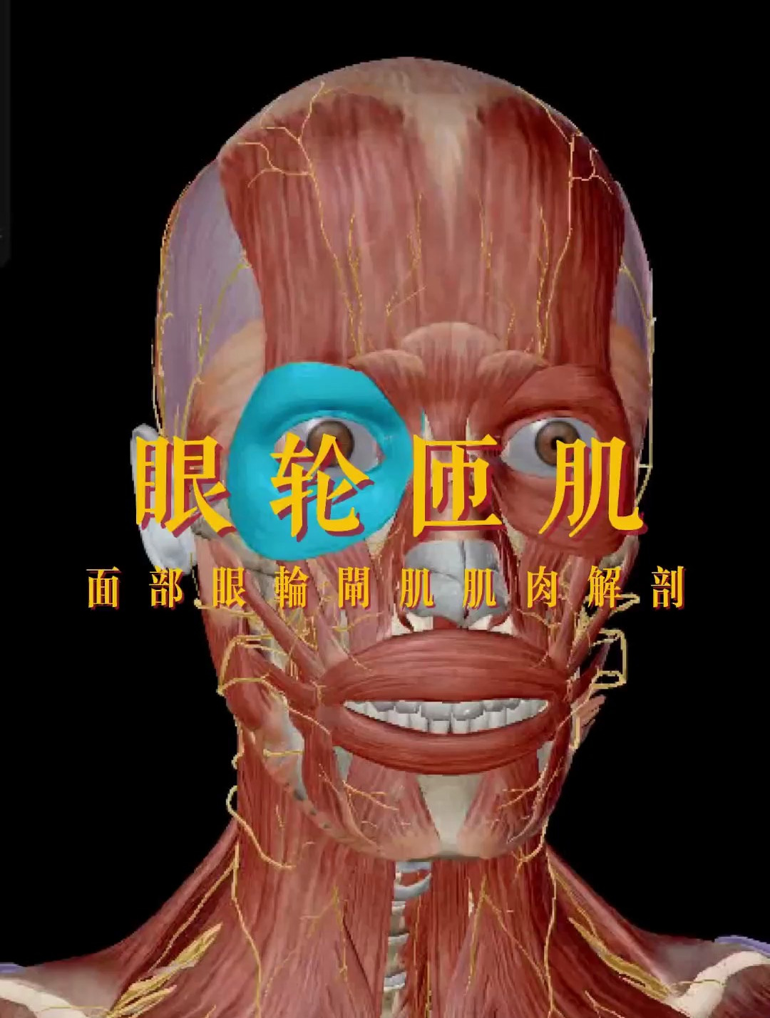 面部眼轮匝肌肌肉解剖