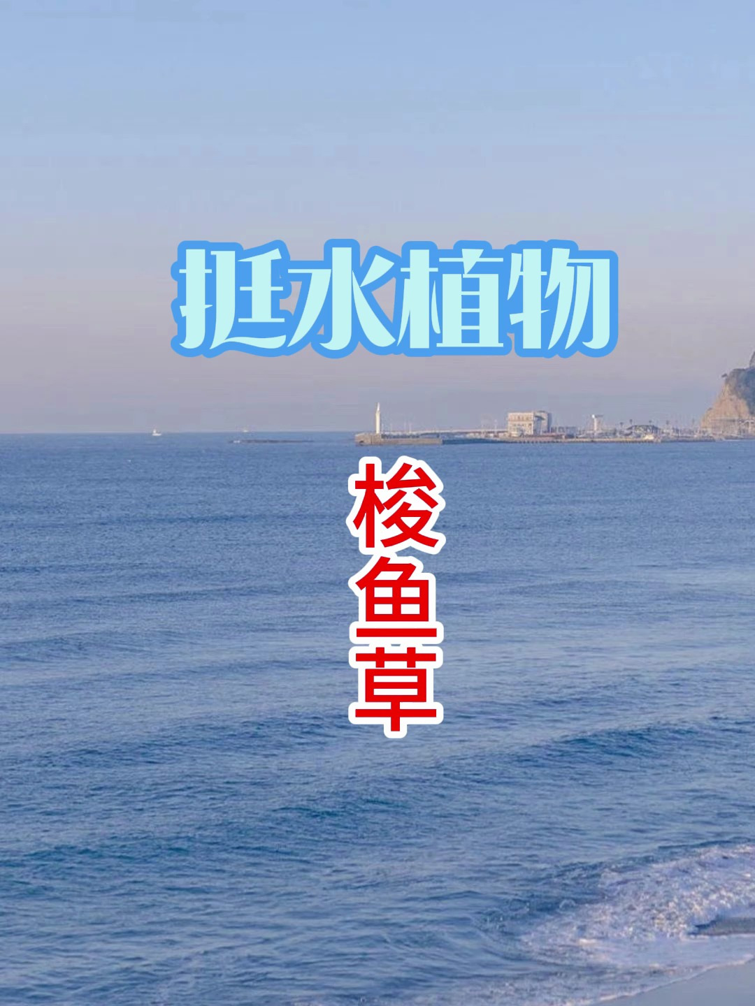 梭鱼草 水生植物