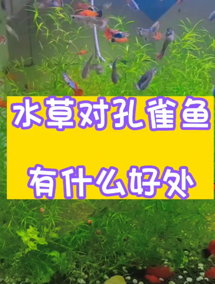 想要养好孔雀鱼?这个必不可少!
