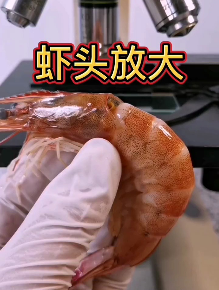 虾头放大,你会吃虾头吗?