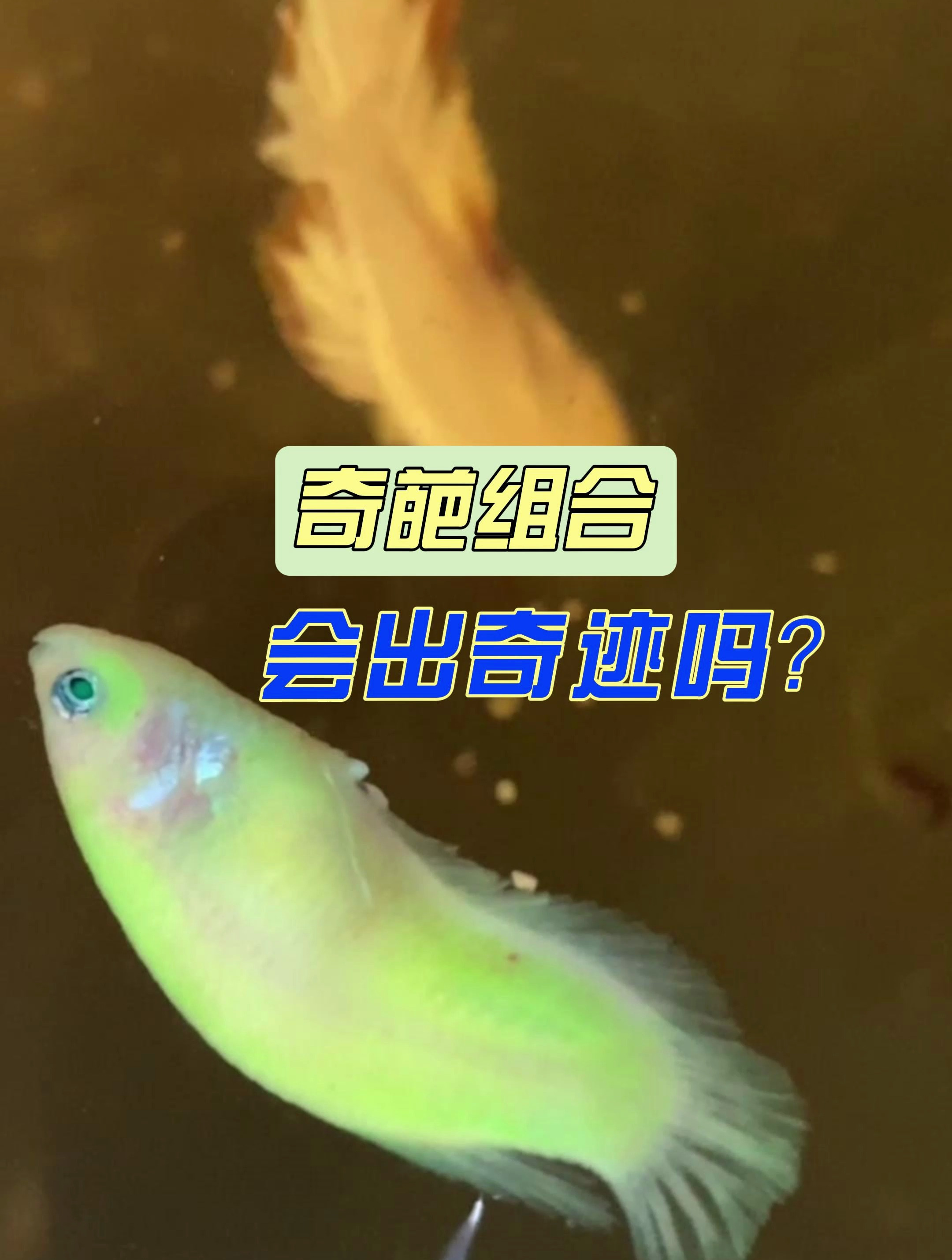 泰国斗鱼的奇葩的繁殖组合,后代能否出精品?